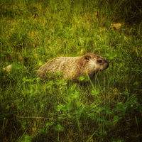 Groundhog in a field